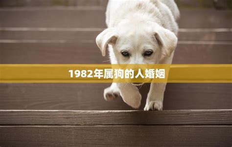 1982年属狗人的婚姻